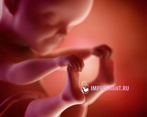 25 тижнів вагітності скільки це місяців