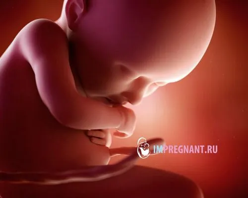 36 тижнів вагітності