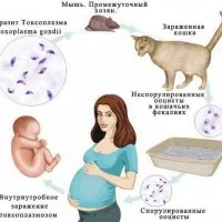 хронічний токсоплазмоз і вагітність