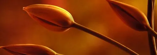 коричневі виділення на початку вагітності