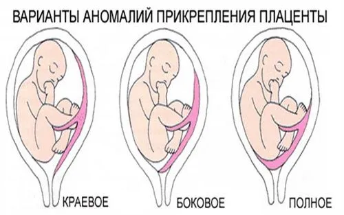 як відбувається розвиток зародка і плоду під час вагітності