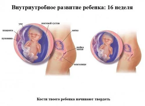 16 тиждень вагітності стать дитини