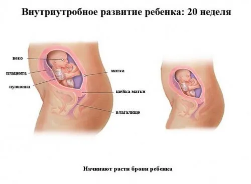 20 тиждень вагітності фото
