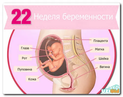 22 тиждень вагітності узі