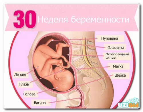 30 тиждень вагітності фото