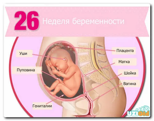 26 тиждень вагітності узі