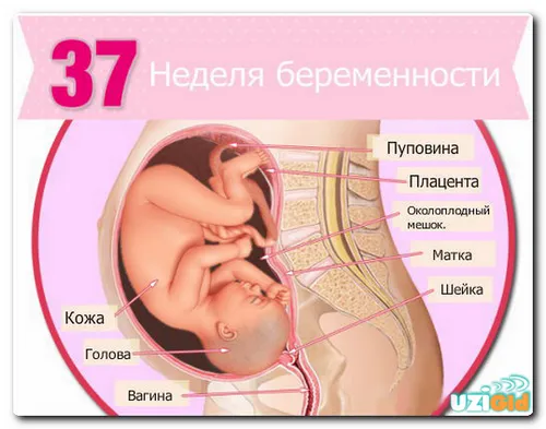 вагітність 37 тижнів узі