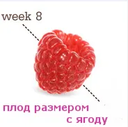 восьмий тиждень вагітності