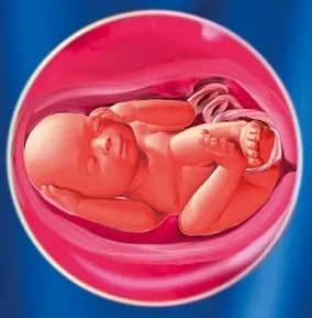 17 тиждень вагітності білі виділення
