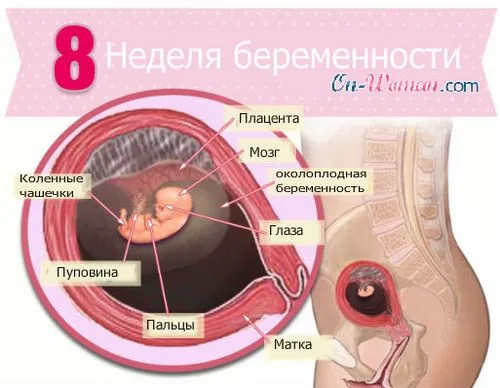 восьмий тиждень вагітності