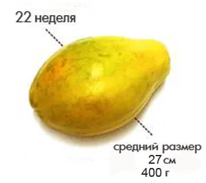 вагітність 22 тижні фото