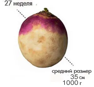 27 тиждень вагітності вага жінки