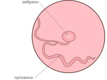 3 тиждень вагітності від зачаття