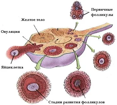 другий тиждень вагітності