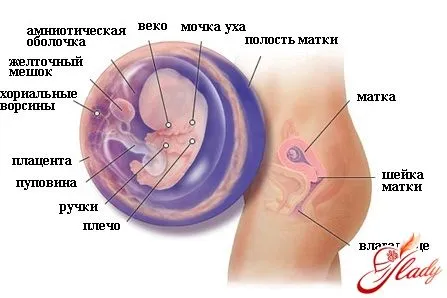 8 тижнів вагітності фото плода
