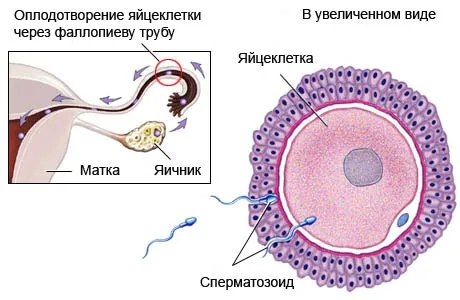 другий тиждень вагітності