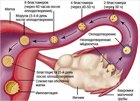 другий тиждень вагітності