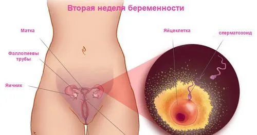 2 тиждень вагітності ознаки