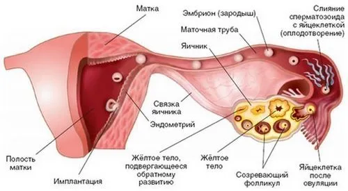 скільки триває вагітність від зачаття