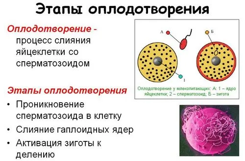 2 тиждень вагітності ознаки