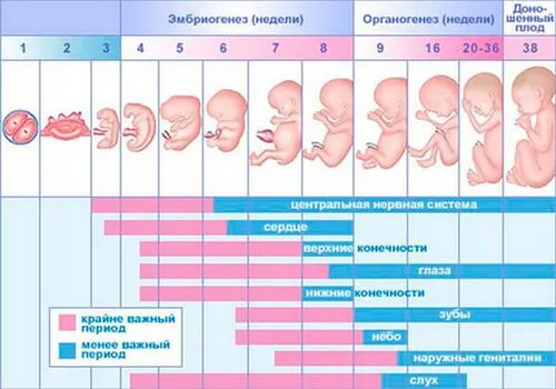 календар вагітності