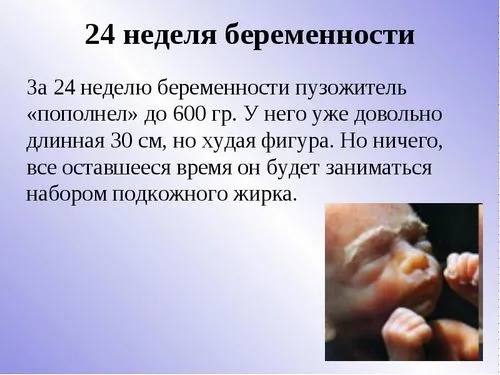все про 24 тиждень вагітності