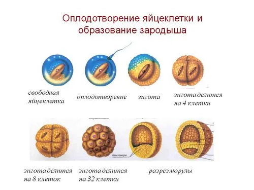 скільки триває вагітність від зачаття