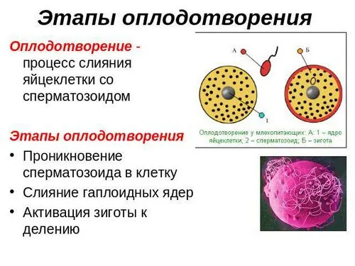 скільки триває вагітність від зачаття