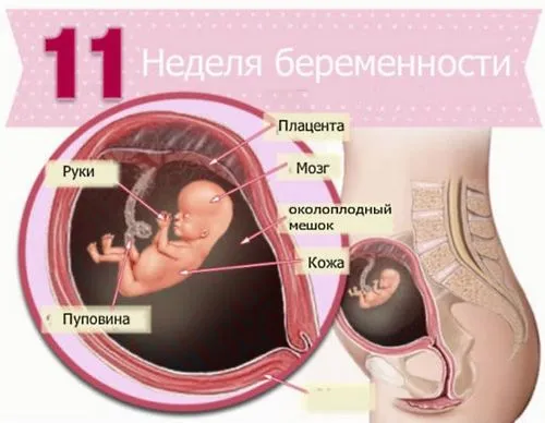 11 акушерська тиждень вагітності