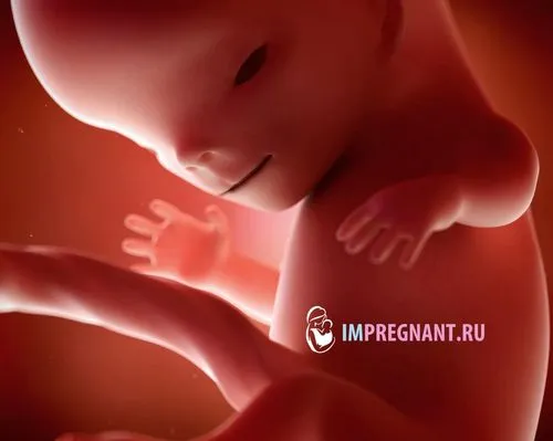 одинадцята тиждень вагітності