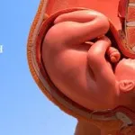 1 тиждень вагітності, ознаки ранньої вагітності 1 тиждень, вагітність 1 тиждень після зачаття вагітність 1 тиждень після зачаття