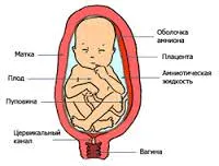 7 місяців вагітності