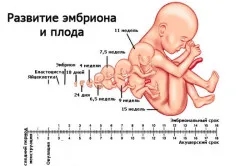 перший по підлозі