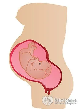 внутрішньоутробний розвиток плода, внутрішньоутробний розвиток плода по тижнях, затримка внутрішньоутробного розвитку плода затримка внутрішньоутробного розвитку плода