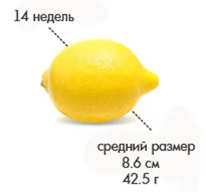 14 тижнів вагітності