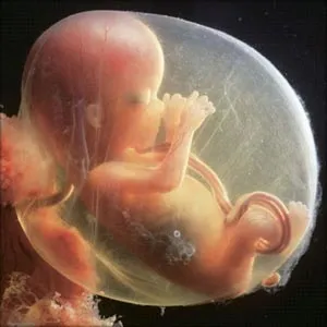 14 тижнів вагітності