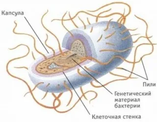 заморожування ерозії шийки матки наслідки