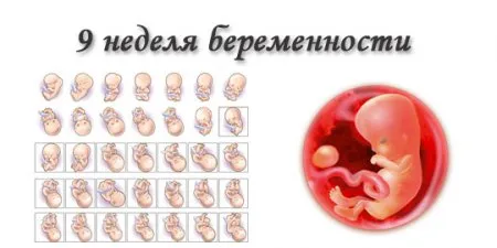 починає