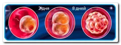 які ранні ознаки симптоми відчуття можна відчути перший тиждень вагітності тягне низ живота нудота виділення після зачаття запліднення