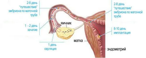 перші тижні вагітності симптоми