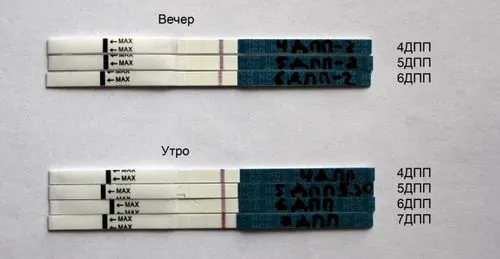 вагітності, результат, тому, необхідно, вагітність, можна, тести, може, тесту, гормону, покаже, буде, час, дівчата, щоб, організмі, все, через, варіант, проведення результат