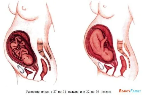 пренатальне розвиток дитини тижнях