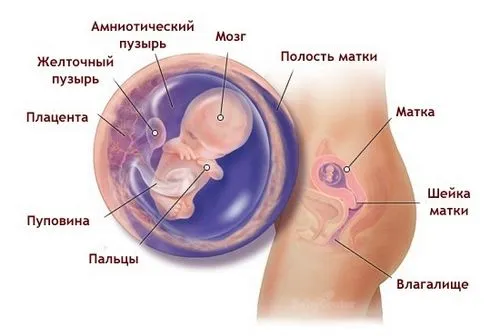вагітність 9 тиждень