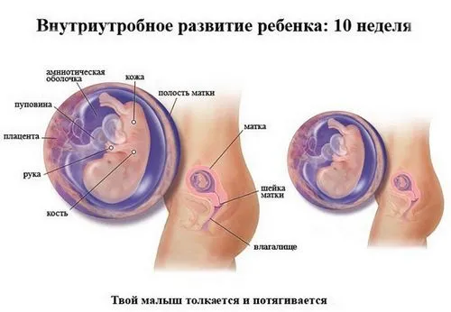 вагітність 10 тижнів ознаки