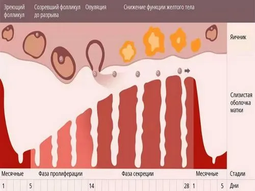 графік базальної температури при вагітності