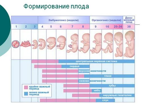 2 тиждень вагітності ознаки