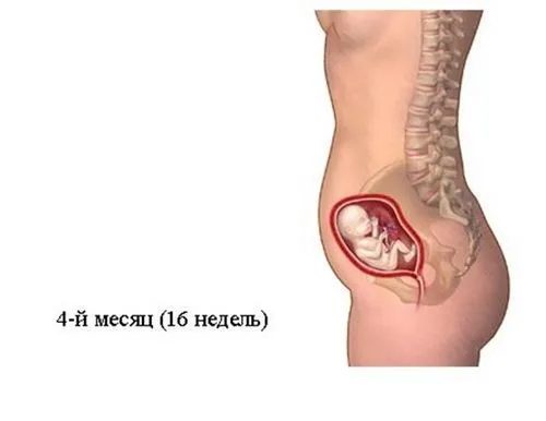 вагітність 16 тижнів