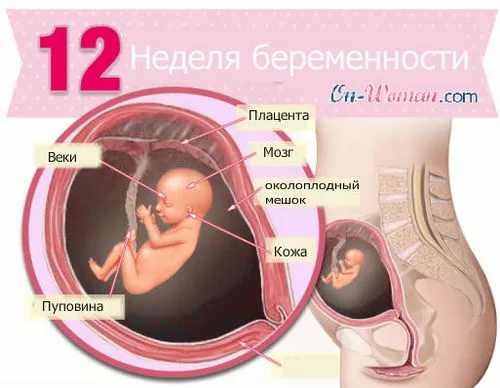 вагітність 12 тижнів ознаки