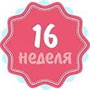 вагітність 16 тижнів узі
