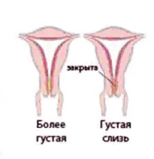 шийка матки під час вагітності